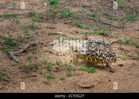 Leopard Schildkröte grasen auf schönen grünen Gras, Südafrika Stockfoto