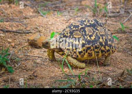 Leopard Schildkröte grasen auf schönen grünen Gras, Südafrika Stockfoto