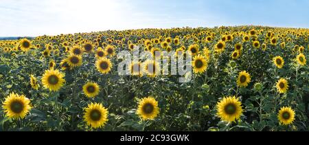 Blühende gemeinsame Sonnenblumenfeld in Panoramalandschaft. Helianthus annuus. Gelbe Blüten von Kraut für Samen kultiviert. Pflanzenöl. Gesundes Kochen. Stockfoto