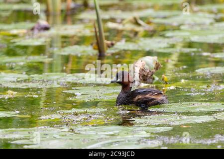 Zwergtaucher Tachybaptus ruficollis kleine Taucherente Kastanienkehlchen braune obere buffige Unterseite und puderpuffiger Schwanz lindgrün Fleck auf Schnabelbasis Stockfoto