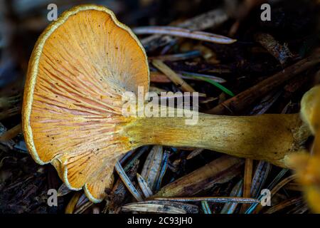 Die Kiemen der falschen Pfifferlinge oder Hygrophoropsis aurantiaca Stockfoto