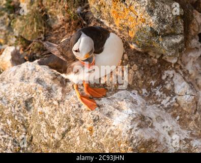 Atlantic Paffin (Fratercula Arctica), bekannt als „Clown of the Sea“ oder „Seeparotte“, die im RSPB Bempton Cliffs Nature Reserve, East Yorkshire, brütet Stockfoto