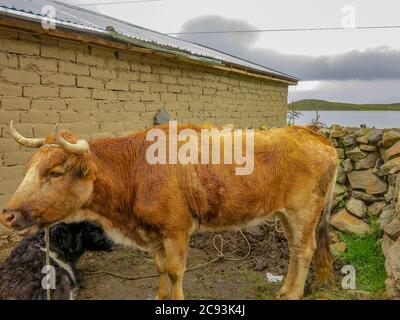 Rinder in Copacabana, Titicaca lLke, Grenze von Bolivien und Peru Stockfoto