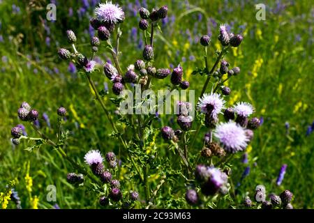 Disteln Stockfoto