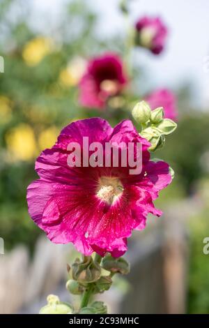 Eine dunkelrosa / magentafarbene (Alcea rosea) Blume in einem Garten in Österreich. Der gemeine Hollyhock ist eine Zierpflanze aus der Familie Malvaceae Stockfoto