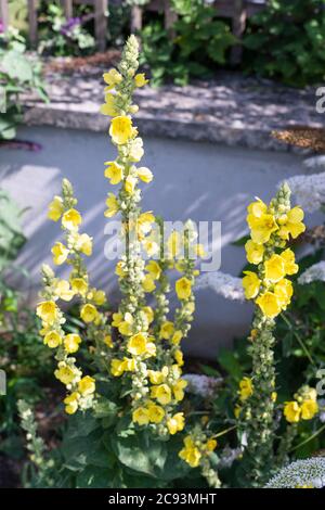 Verbascum thapsus, die große Königskerze, die kleine gelbe Blüten hat. Wächst in einem Garten in Österreich Stockfoto