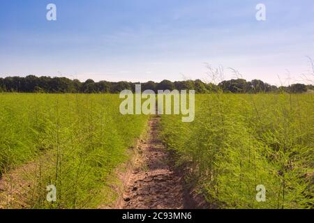 Landschaft mit Spargelfeld, frische Plantage der Gemüsespargelbauern ernten im April Stockfoto