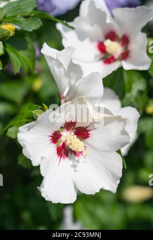 Eine Nahaufnahme von Hibiscus syriacus L. rotes Herz (Rose von Shannon) mit großen trompetenartigen weißen Blüten mit einem roten Zentrum, die in einem Garten in Österreich wachsen Stockfoto