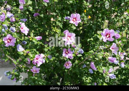 Hibiscus syriacus L. (Rose of Shannon) Busch oder Strauch in einem Garten in Österreich mit trompetenförmigen rosa Blüten mit dunkelroten Zentren Stockfoto