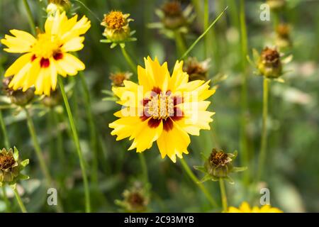 Coreopsis lanceolata 'Sterntaler' (Lanze-leaved coreopsis), ist eine Art von Tickseed in der Familie der Sonnenblumen. Heute oft als invasive Art gesehen Stockfoto