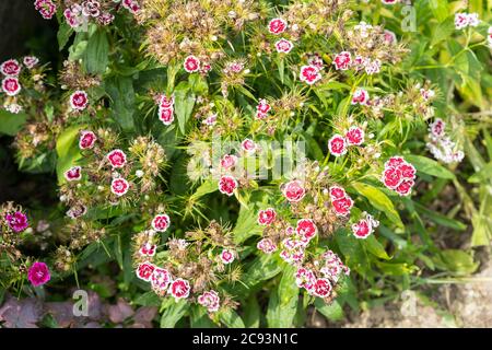 Dianthus barbatus, der süße William, mit rosa und weißen Blüten, wächst in einem Garten in Österreich. Stockfoto