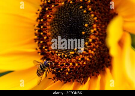 London, UK 28 July 2020 - EINE Hummel sammelt an einem sonnigen Tag in der Hauptstadt Pollen von einer Sonnenblume. Quelle: Dinendra Haria/Alamy Live News Stockfoto
