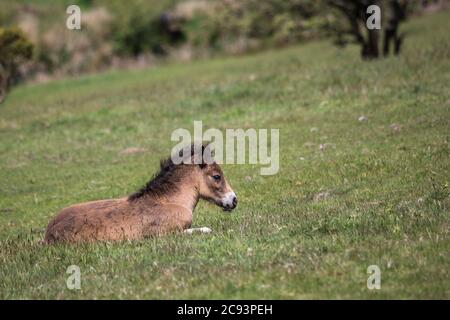 Wild Exmoor Pony Fohlen ruht auf einer abfallenden Wiese in Somerset UK Stockfoto