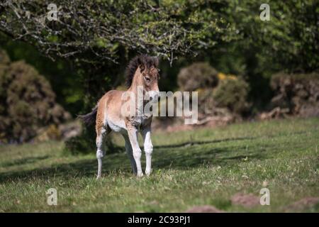 Wild Exmoor Pony Fohlen im Moor in Somerset UK Stockfoto