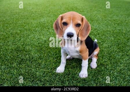 Beagle Welpen Stockfoto