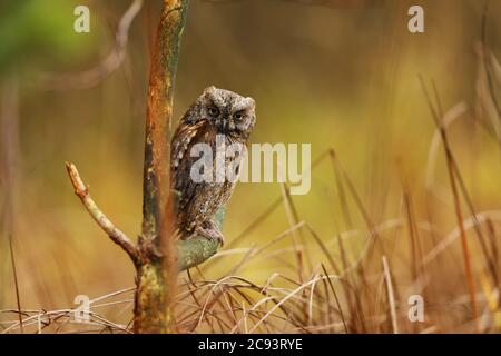 Scheule Eule, Otus Scheule, sitzend auf einem Ast. Tierwelt Tierszene aus der Natur. Kleiner Vogel, Eule Nahaufnahme Detail Porträt in der Natur, Rumänien Stockfoto