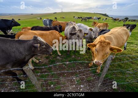 South Downs National Park, Sussex, England, Großbritannien. Kühe auf einem Bauernhof auf dem South Downs Way in der Nähe von Firle Beacon und Newhaven. Stockfoto