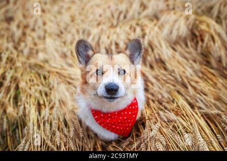 Draufsicht auf einen schönen Goldenen Hund ein Corgi-Welpe sitzt auf einem Feld mit Ähren aus reifem Weizen Stockfoto