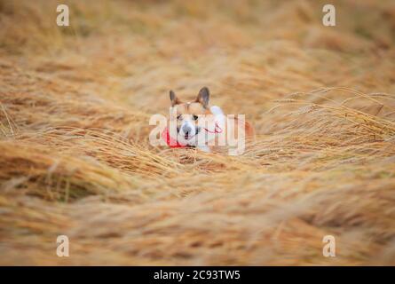 Schöner Hund Golden Welpe Corgi läuft in ein Feld von reifen Weizen Springen über die Ohren Stockfoto