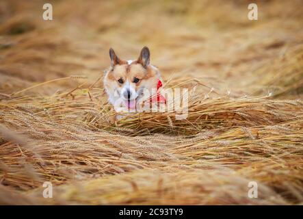 Agile schöne Hund Golden Welpe Corgi läuft in ein Feld von reifen Weizen Springen über die Ohren Stockfoto