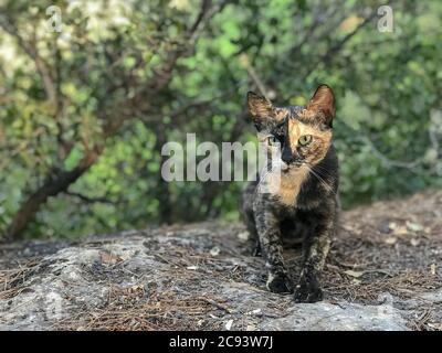 Kätzchen tabby Katze sitzt auf Steinen und Blättern in der Türkei Stockfoto
