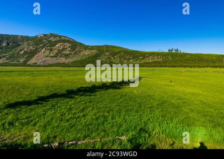 Ein Bach, der durch eine üppige Wiese im Yellowstone National Park, USA, fließt Stockfoto