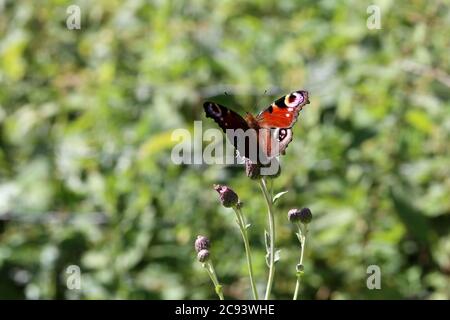 pfauenschmetterling saugt Nektar auf einer Blume Stockfoto