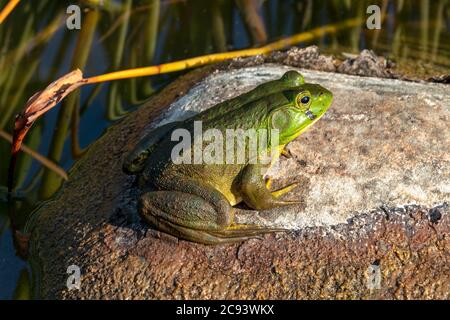 American Bullfrog (Lithobates catesbeianus oder Rana catersbeiana), E N America, von James D. Coppinger/Dembinsky Photo Assoc Stockfoto