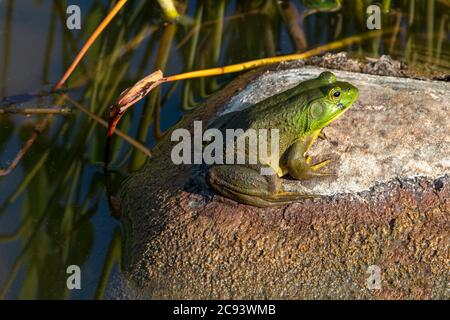 American Bullfrog (Lithobates catesbeianus oder Rana catersbeiana), E N America, von James D. Coppinger/Dembinsky Photo Assoc Stockfoto