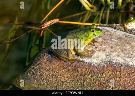 American Bullfrog (Lithobates catesbeianus oder Rana catersbeiana), E N America, von James D. Coppinger/Dembinsky Photo Assoc Stockfoto