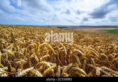 South Downs National Park, Sussex, England, Großbritannien. Weizenfeld bei Firle Beacon und Newhaven mit Blick auf die Küste. Nahaufnahme von Weizen mit Bewegung Stockfoto