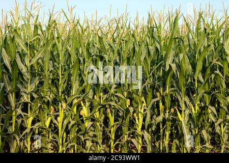 Feldmais, Farm, Mitte Sommer, E USA, von James D. Coppinger/Dembinsky Photo Assoc Stockfoto