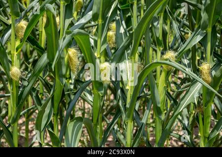 Feldmais, Farm, Mitte Sommer, E USA, von James D. Coppinger/Dembinsky Photo Assoc Stockfoto