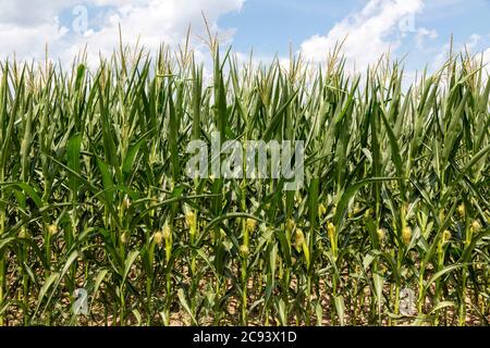 Feldmais, Farm, Mitte Sommer, E USA, von James D. Coppinger/Dembinsky Photo Assoc Stockfoto