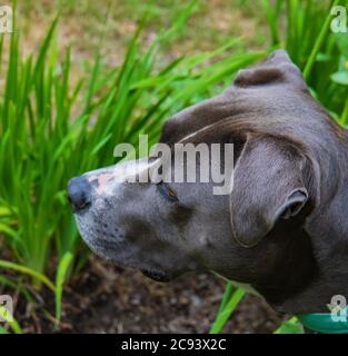 Kopfporträt von blau nasig grau Pitbull Haustier Hund Stockfoto