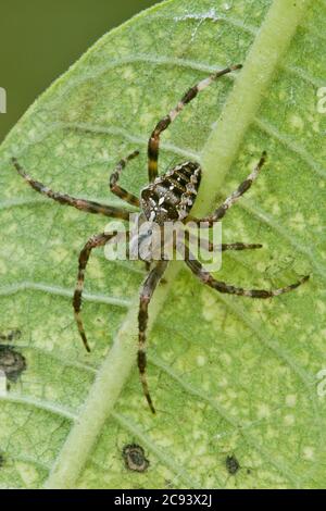 Kreuz- oder Gartenspinne (Araneus diadematus) auf Milchgrasblatt (Asclepias syriaca), E USA, von Skip Moody/Dembinsky Photo Assoc Stockfoto