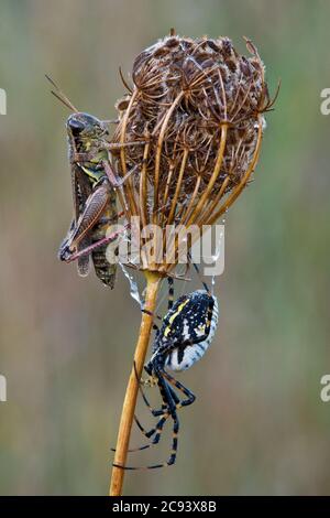Gebänderte Argiope Spider & Red-legged Locust (Melanoplus femurrubrum), auf Queen Anne's Lace (Daucus carota), von Skip Moody/Dembinsky Photo Assoc Stockfoto