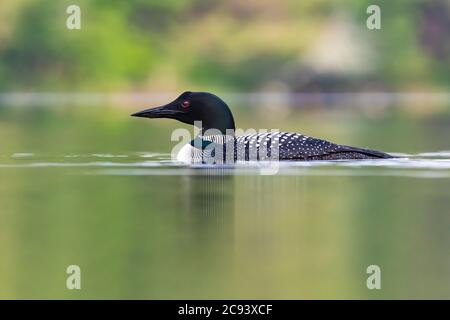 Gemeiner Loon, Gavia immer, auf Imp Lake während der Brutzeit, Ottawa National Forest auf der oberen Halbinsel von Michigan, USA Stockfoto