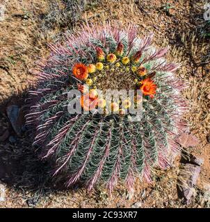 Fass Kaktus in Blüte, New Mexico Stockfoto