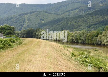 Gemäht Gras auf einer natürlichen Barriere und Hochwasserschutz im Fluss Hron in der Slowakei. Im Hintergrund ist hügeliges Land, das von Bäumen übersät ist. Stockfoto