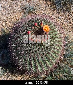Fass Kaktus in Blüte, New Mexico Stockfoto