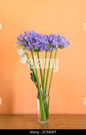 Blaues Agapanthus Bouquet in Vase auf Orange Stockfoto