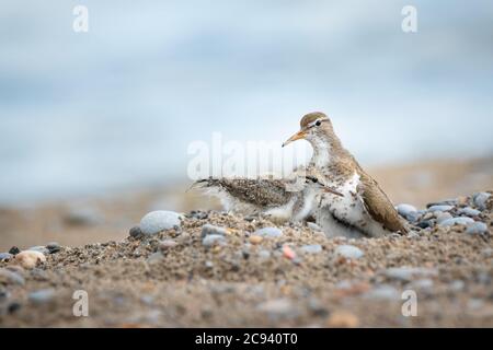 Eine gepunktete Sandpiper Küken sucht ein Kuscheln von Mama, als sie aufsteht, um Platz für sie im Nest im Lynde Shores Conservation Area in Whitby, Ontario zu machen Stockfoto