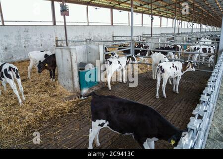 Junge Kälber im Kuhstall in der Milchwirtschaft. Waden stehen auf dem Stall. Stockfoto