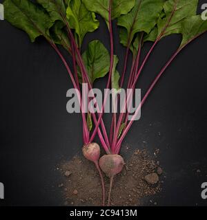 Rüben mit Erde auf schwarzem Hintergrund. Low-Taste. Quadratisches Erntegut. Stockfoto