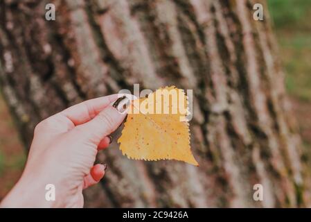 Herbstblatt in den Händen eines Mädchens mit brauner Maniküre. Stockfoto