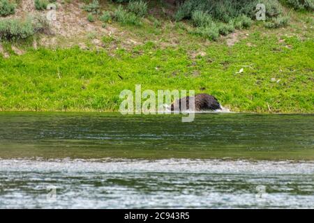 Ein Grizzly Bear spritzt im Yellowstone River, Yellowstone National Park Stockfoto