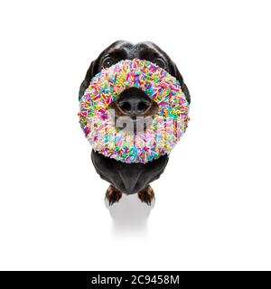 Dumme dumme verrückte Hund mit einem Donut im Gesicht sieht lustig, isoliert auf weißem Hintergrund Stockfoto