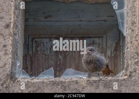 Vogel schwarz rotstart juvenile Phoenicurus ochruros auf einem gebrochenen Glas thront Stockfoto