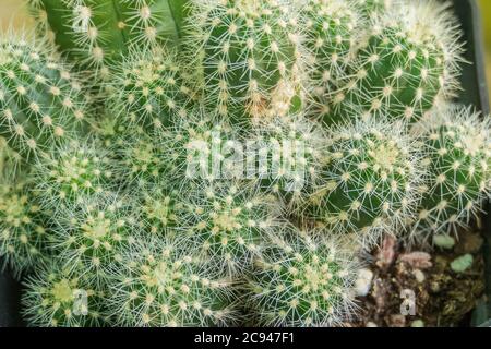 Pflanze lobivia shaferi echinopsis aurea Nahaufnahme mit natürlichem Tageslicht Stockfoto